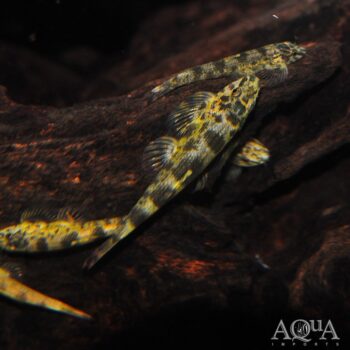 Green Lizard Loach (Homalopteroides cf. smithi)