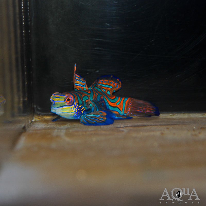 Green Mandarin Dragonet (Synchiropus splendidus)