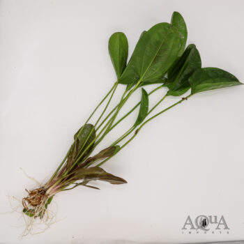 Green Melon Sword Plant (Echinodorus barthii)