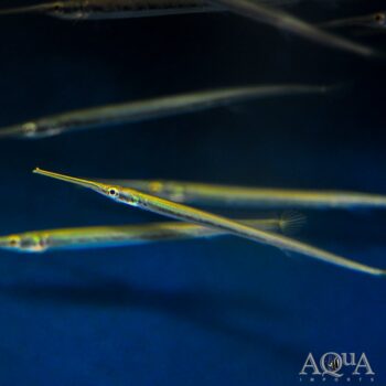 Green South American Needlefish (Potamorrhaphis guianensis)