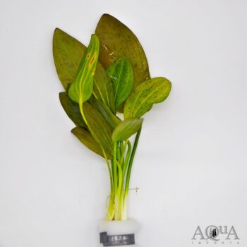 Green Ozelot Sword (Echinodorus sp. Ozelot)