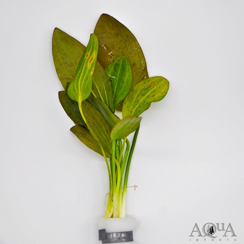 Green Ozelot Sword (Echinodorus sp. Ozelot)