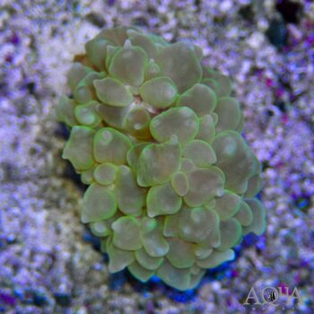 Green Pearl Coral (Physogyra sp.)