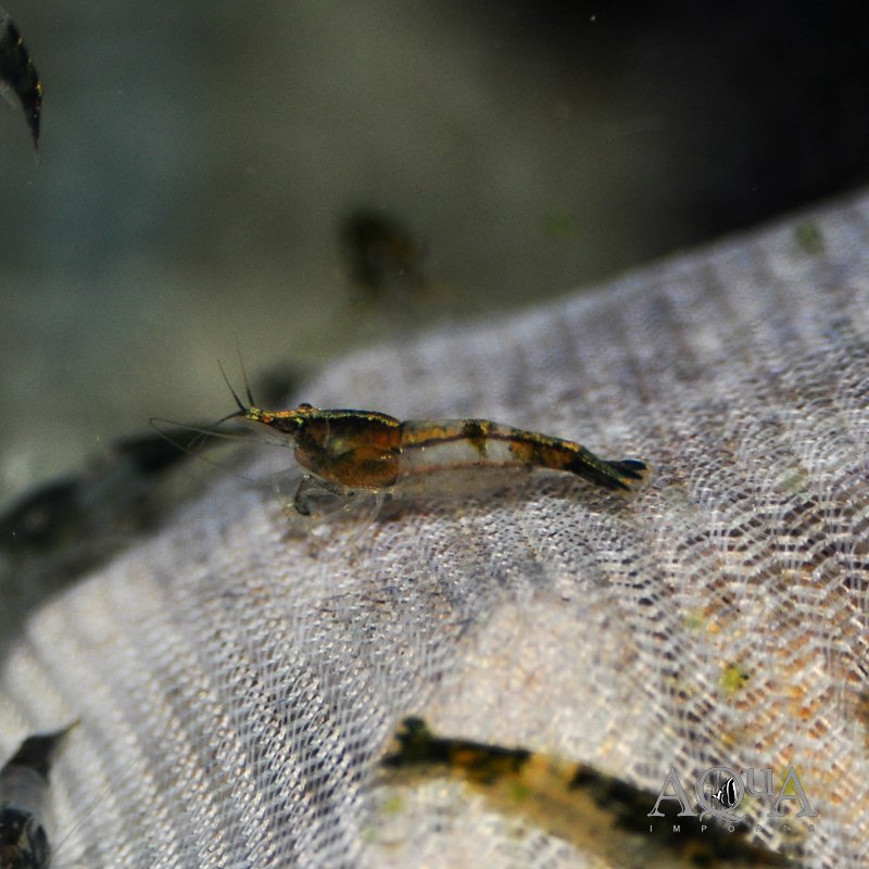 Green Rili Shrimp (Neocaridina davidi)
