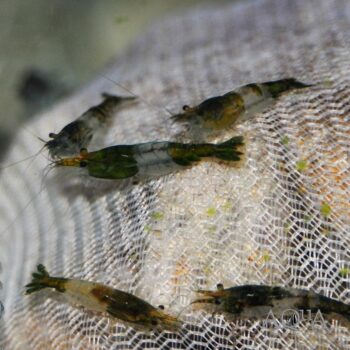 Green Rili Shrimp (Neocaridina davidi)