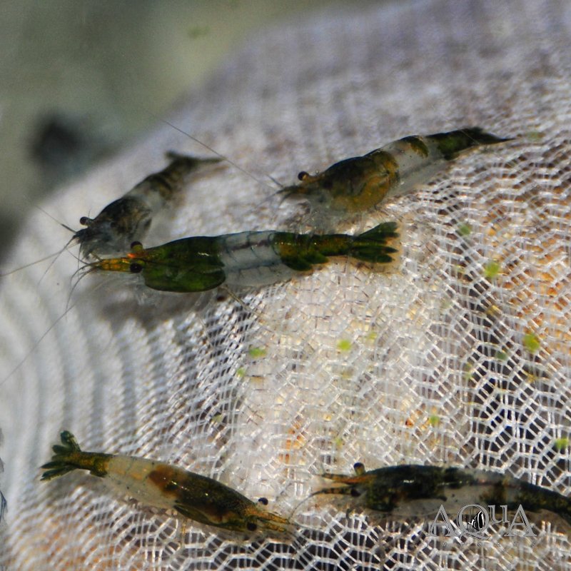 Green Rili Shrimp (Neocaridina davidi)