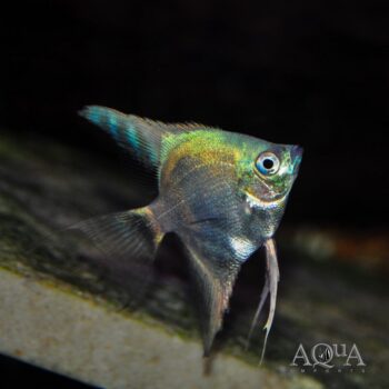 Green Sapphire Angelfish (Pterophyllum scalare)