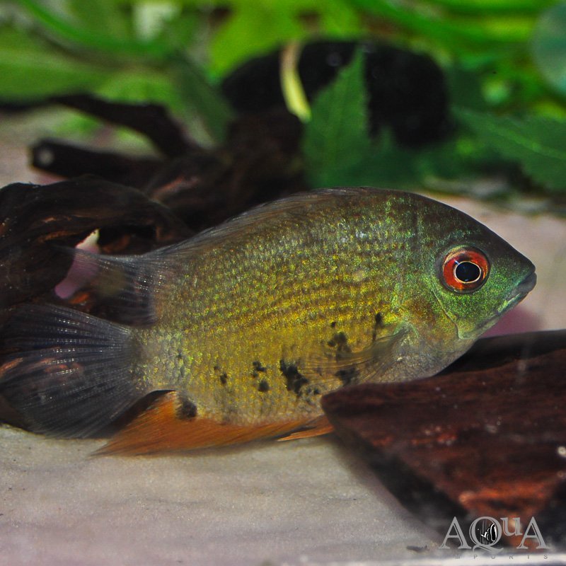 Green Severum (Heros efasciatus)