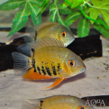 Green Severum (Heros efasciatus)