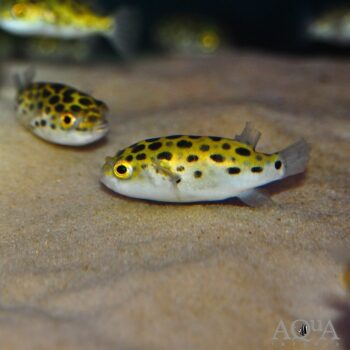 Green Spotted Puffer (Tetraodon nigroviridis)