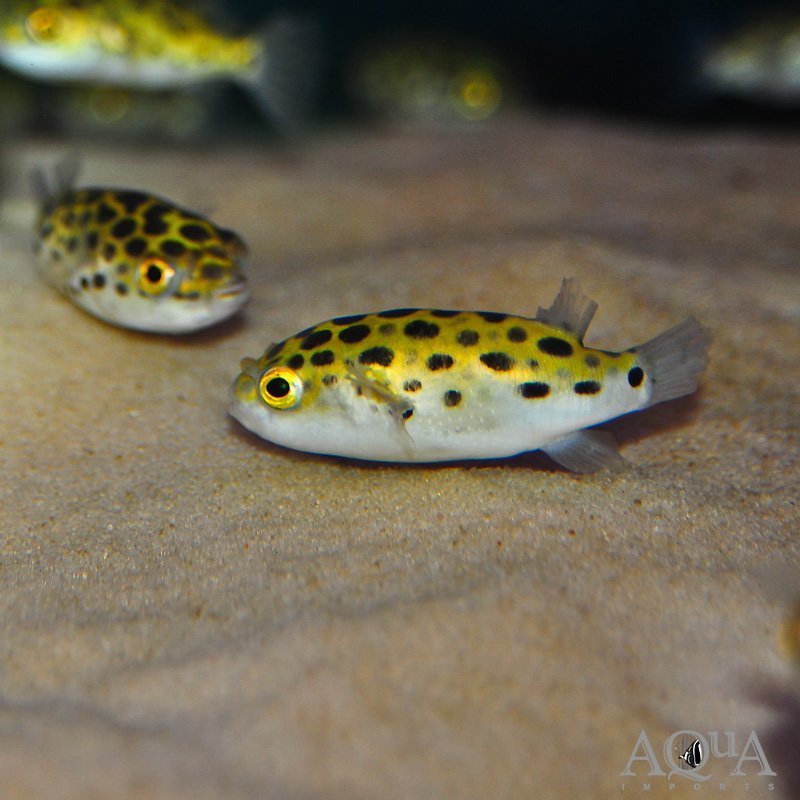Green Spotted Puffer (Tetraodon nigroviridis)