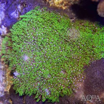 Metallic Green Star Polyp Colony
