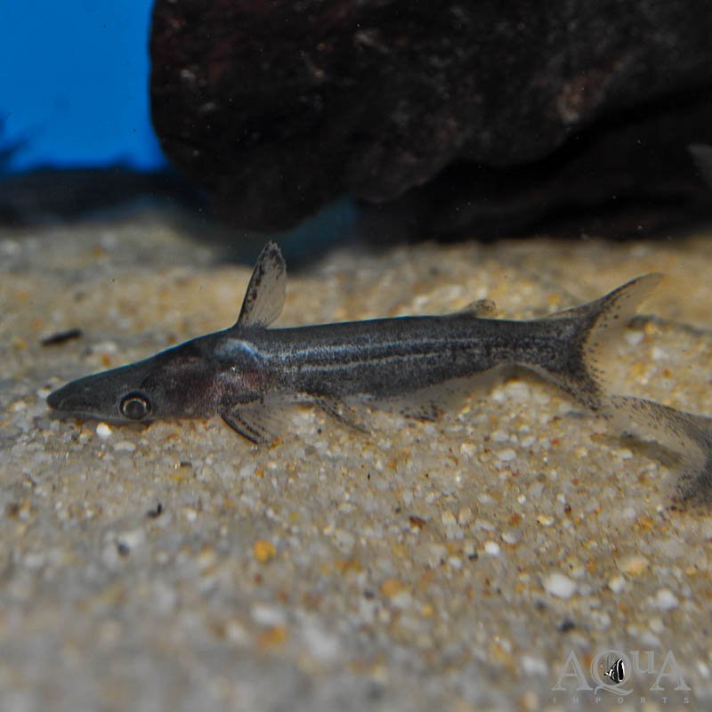 Green Stripe Duckbill Cat (Tympanopleura sp.)