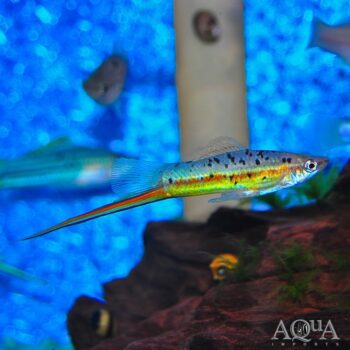 Otapa Wild Type Green Swordtail (Xiphophorus hellerii 'Otapa')