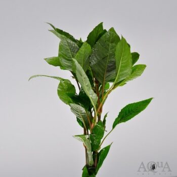 Green Temple (Hygrophilia corymbosa)