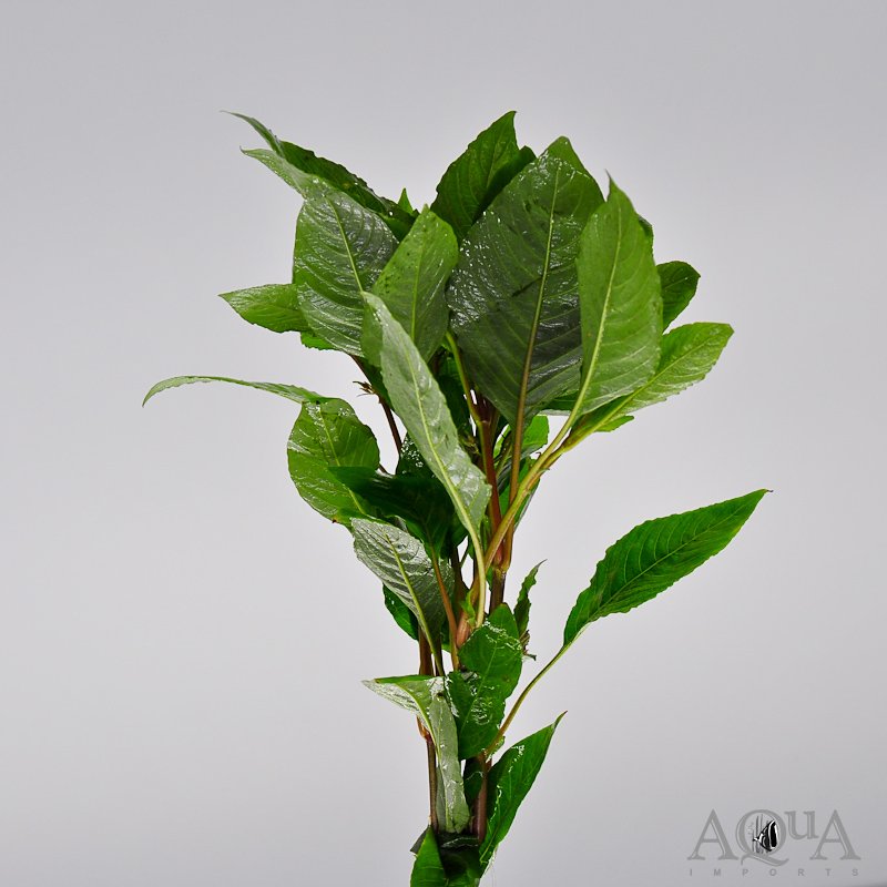 Green Temple (Hygrophilia corymbosa)