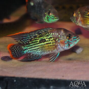Green Terror Cichlid (Andinoacara rivulatus)