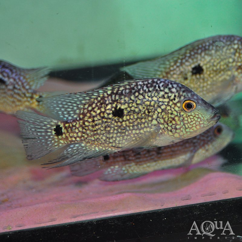 Green Texas Cichlid (Herichthys carpintis)