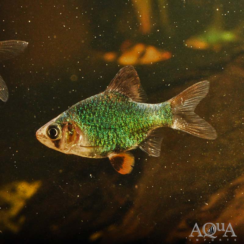 Green Tiger Barb (Puntigrus pentazona)