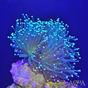 Green Torch Coral (Euphylia glabrescens)