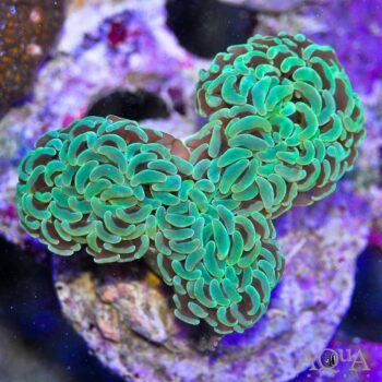 Green Wall Hammer Coral (Euphyllia ancora)