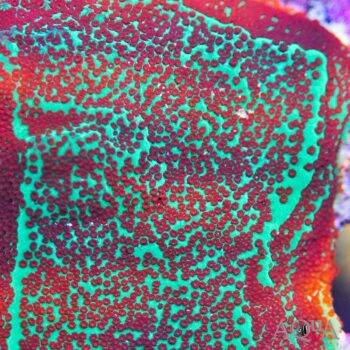 Green Red Polyp Montipora (Montipora sp.)