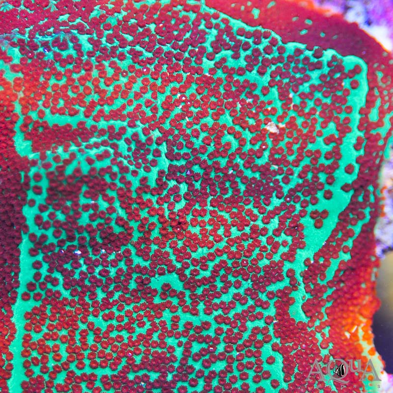 Green Red Polyp Montipora (Montipora sp.)