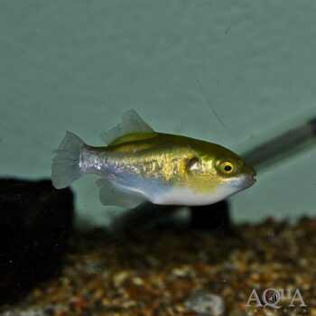 Greenbottle Puffer (Auriglobus nefastus)