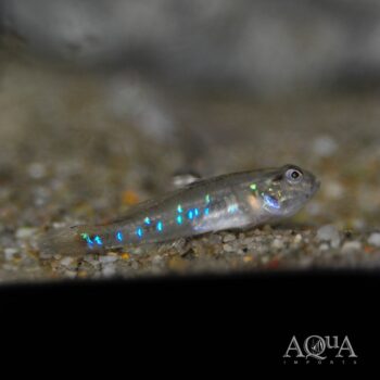 Greenspotted Goby (Acentrogobius viridipunctatus)