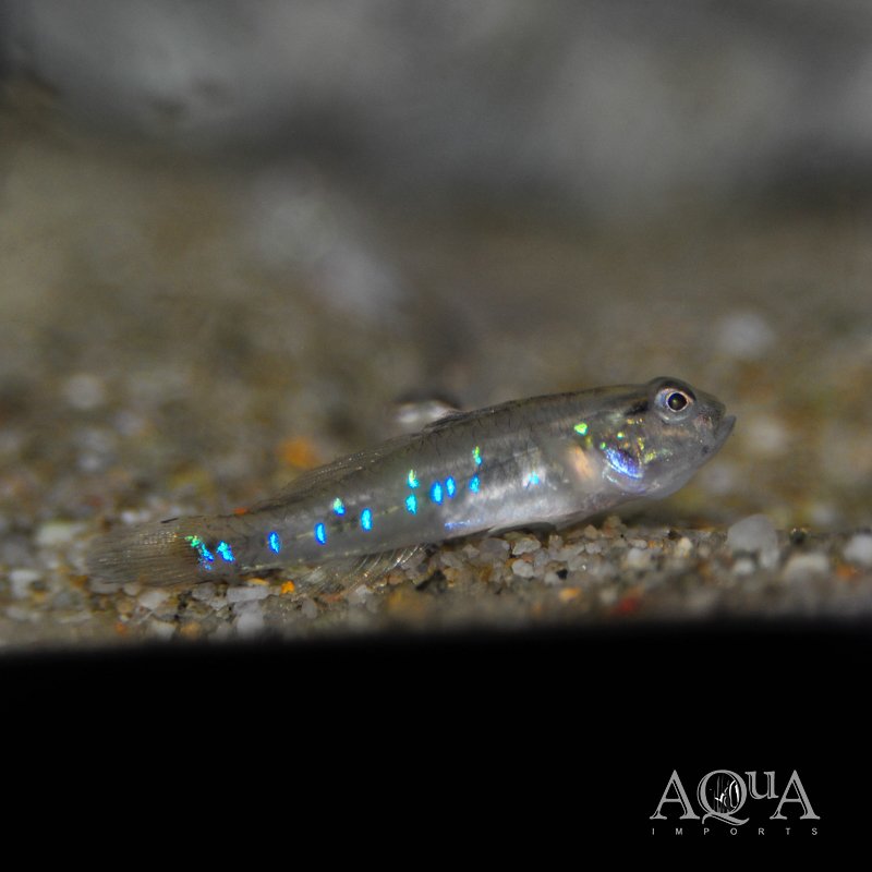 Greenspotted Goby (Acentrogobius viridipunctatus)