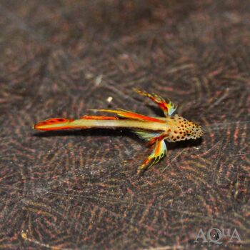Griessenger's Goby (Discordipinna griessingeri)