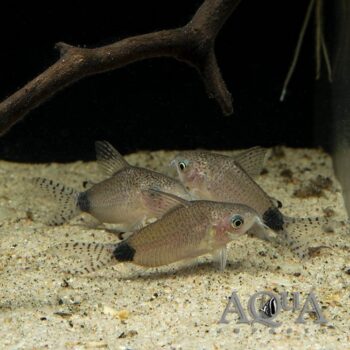 Guapore Cory (Gastrodermus guapore)