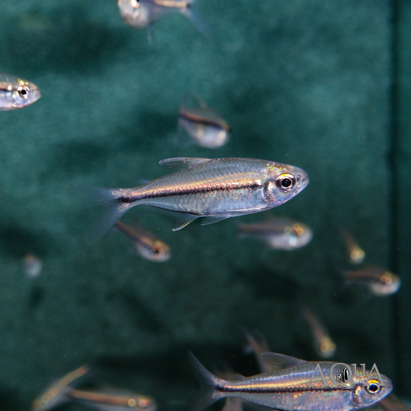Guaviare Rose Gold Tetra (Hemigrammus sp. "Guaviare")