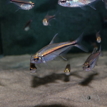 Guaviare Rose Gold Tetra (Hemigrammus sp. "Guaviare")