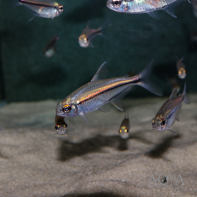 Guaviare Rose Gold Tetra (Hemigrammus sp. "Guaviare")
