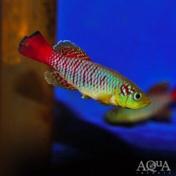 Gunther's Killifish (Nothobranchius guentheri)