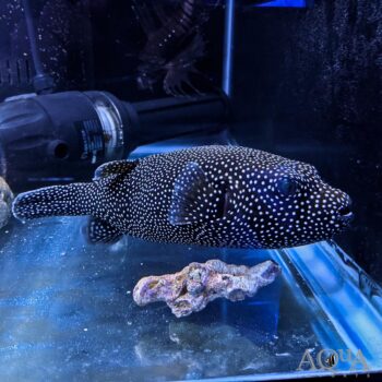 Guineafowl Puffer (Arothron meleagris)