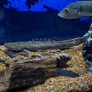 Guinean Bichir (Polypterus ansorgii)