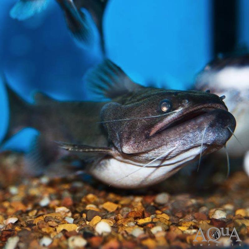 Gulper Catfish (Asterophysus batrachus)
