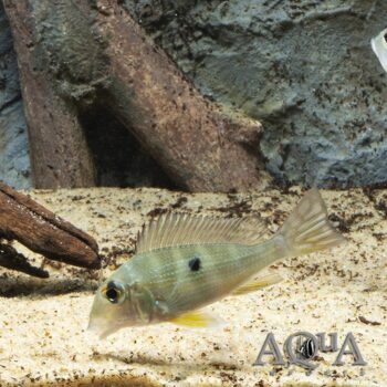 Gurupi Eartheater (Geophagus sp.'gurupi’)