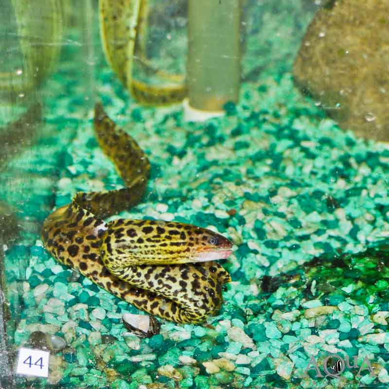 Tiger Moray Eel (Gymnothorax polyuranodon)