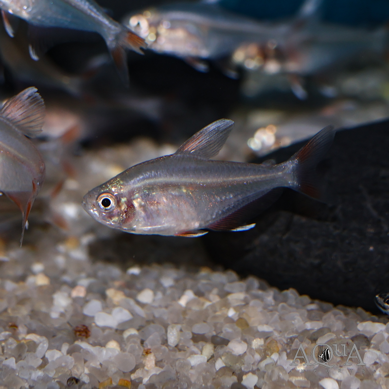 HY511 Candy Cane Tetra (Hyphessobrycon sp. HY511)