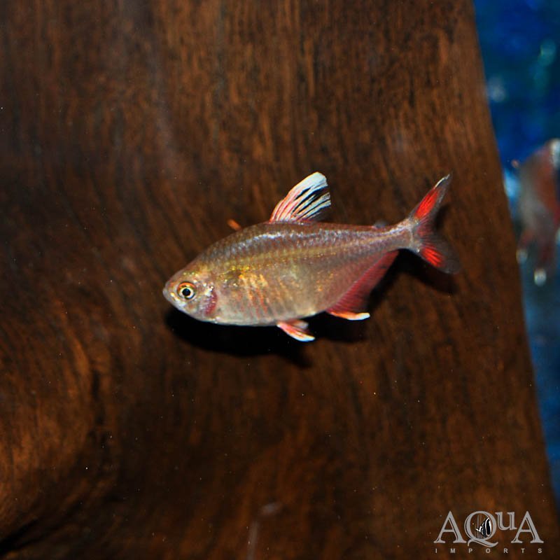 HY511 Tetra (Hyphessobrycon sp.)
