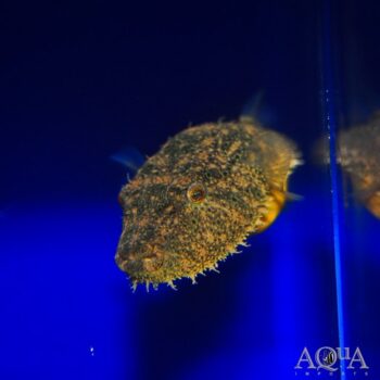 Hairy Puffer (Pao baileyi)