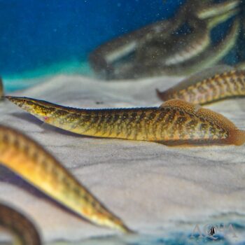 Half Banded Spiny Eel (Macrognathus circumcinctus)