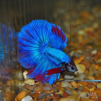 Halfmoon Betta Male (Betta splendens)