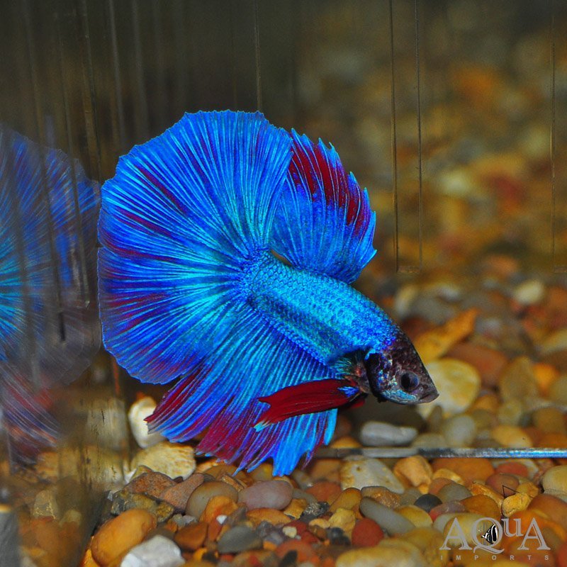 Halfmoon Betta Male (Betta splendens)