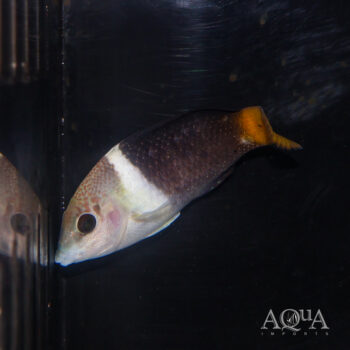 Half and Half Wrasse (Hemigymnus melapterus)