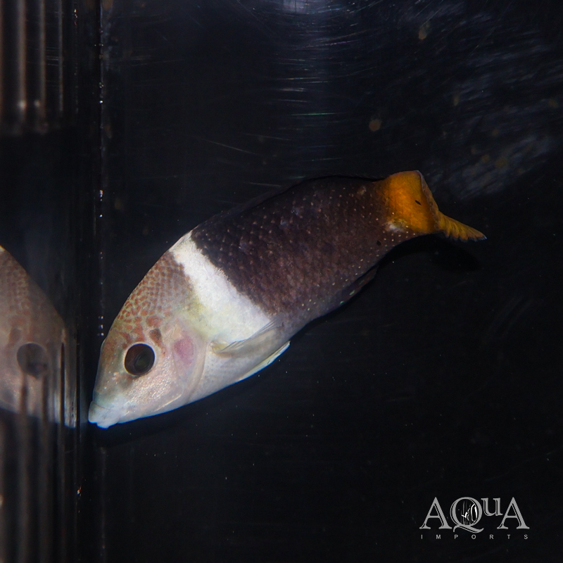 Half and Half Wrasse (Hemigymnus melapterus)