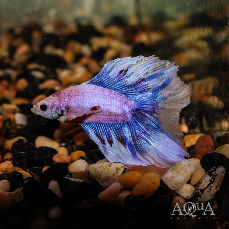 Halfmoon Betta Male (Betta splendens)